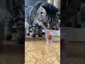Can this kitty reach his food?