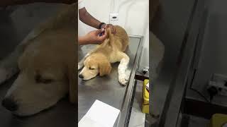 كلبى عند الطبيب البيطري و اخد التطعيم #كلاب #dog #جرو #كلاب_مضحكة #puppy #كلاب_للعائلة #puppies
