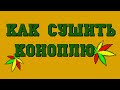 🍇13.Как сушить коноплю марихуану(Сезон4)