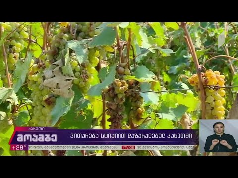 ვითარება სტიქიით დაზარალებულ კახეთში