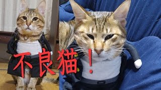 猫に学ランを着せたらシュールな映像になったww