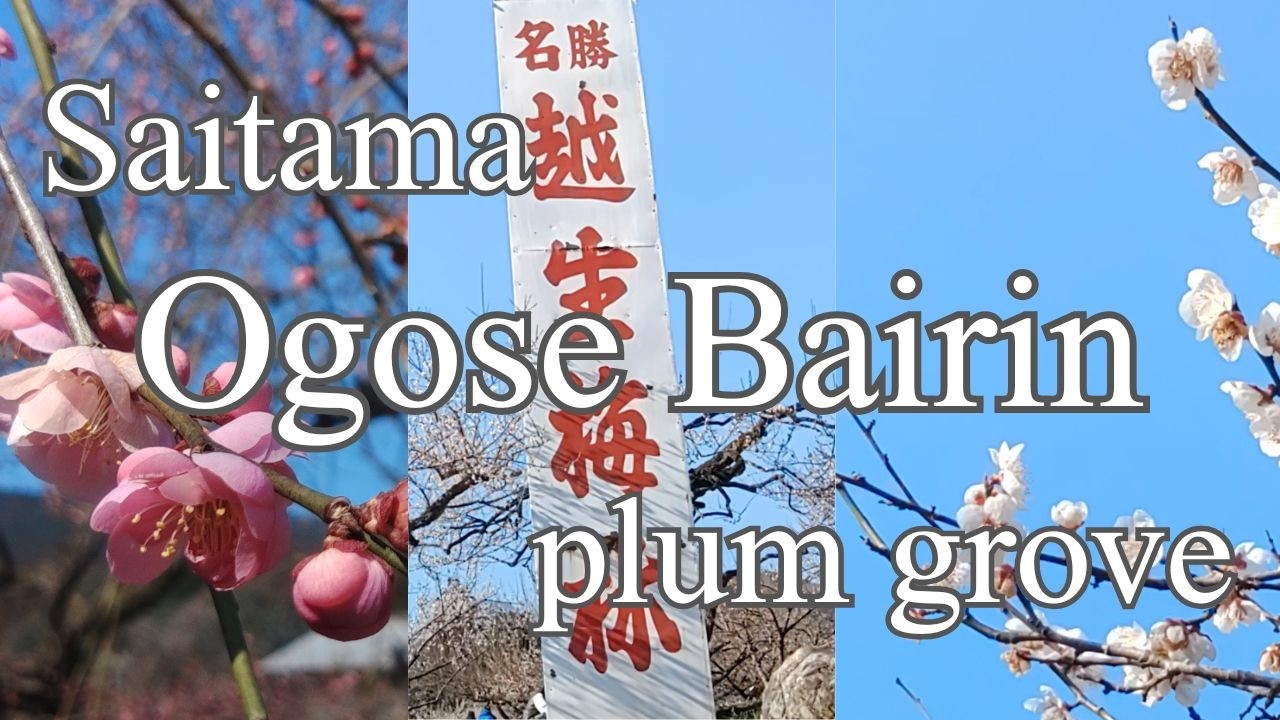 Plum Blossoms at Ogose Bairin | Spring in Japan 🇯🇵