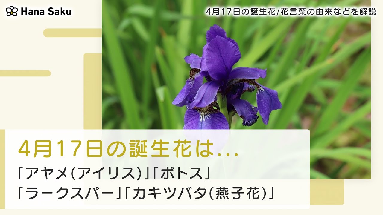 4月17日の誕生花 花言葉の由来 誕生日の有名人 何の日かも解説 Hanasaku