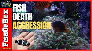 Fish Aggression & Death In The 300 Gallon Reef