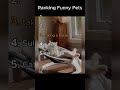 Daily funny pets 5