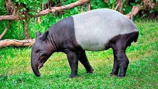 The tapir is an animal with peaceful features and treats people well | Tapir sound by WorldFlora 168 views 1 year ago 13 minutes, 8 seconds