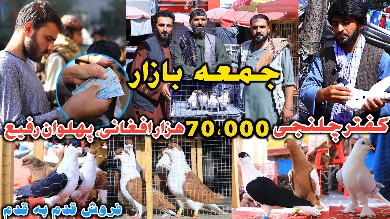 کفتر چلنجی 1،000 $ دالری پهلوان|جمعه بازار|خریداری #دوچپ توسط حاجی سمع الله|فایده در فروش 20،000 Afg