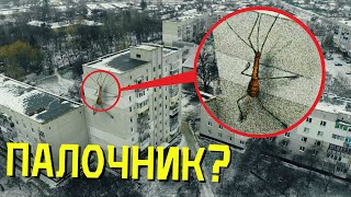 Вы Не Поверите Мой Дрон Снял Реального Палочника *Он Существует*