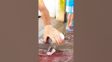 Chế biến cá ngừ đại dương // xin mời các bạn theo dõi - tronpiu vlog #shorts