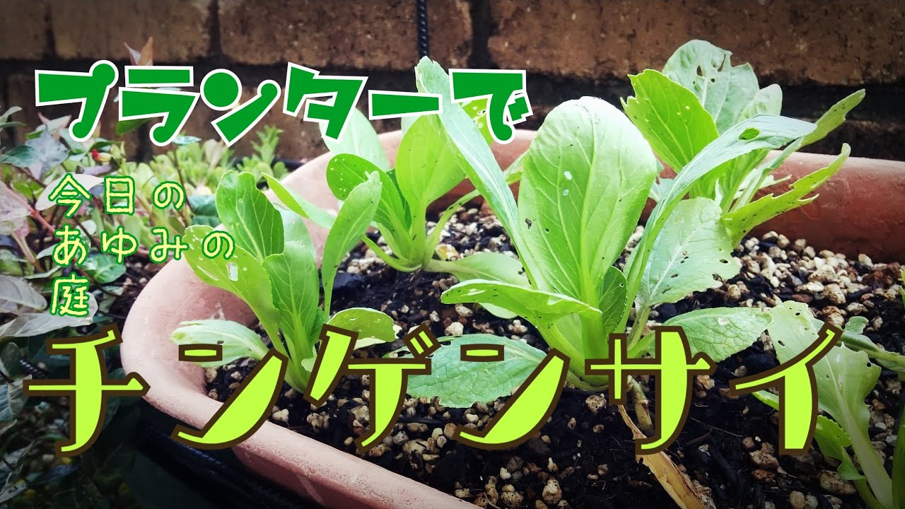 プランターでチンゲンサイtoday S Ayumi S Garden Youtube プランターでチンゲンサイtoday S Ayumi S Garden Youtube