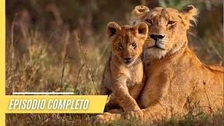 Los gigantes rugientes - Explorando la vida de tigres, leones  y jaguares | Episodio Completo