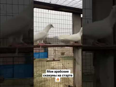 Мои торпеды! #pigeons #голубидагестан #бакинскиеголуби #голуби