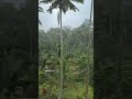 Rice Fields In Indonesia حقول الأرز في بالي Rice Fields In Indonesia حقول الأرز في بالي