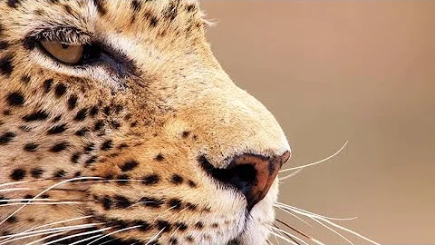 This Leopard is Waiting for the Perfect Moment to ...