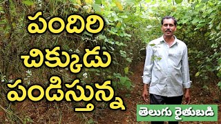 రెండున్నర ఎకరాల్లో చిక్కుడు సాగు చేస్తున్న | Green Beans Cultivation | రైతు బడి