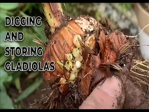 Digging and storing