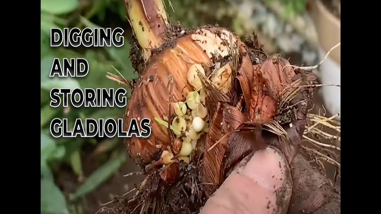 when do you dig up gladiolus bulbs