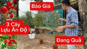 Báo Giá 3 Cây Lựu Đỏ Ấn Độ đang ra hoa đậu quả nhiều l Trồng Có Quả Thu Hoạch Luôn  ! 0968.750.386