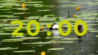 20 Minute Classroom Timer with LoFi Music 🦆 Cute Duck Timer for Kids & School