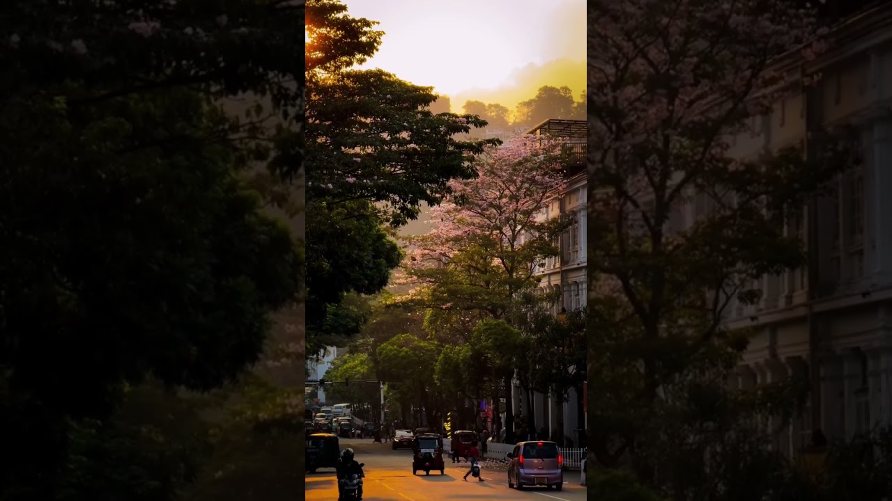 Nelu Flower Bloom Sri Lanka