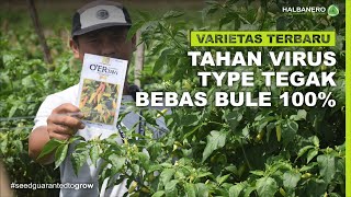 SI TEGAK TAHAN VIRUS OER TAVI VARIETAS TERBARU HALBANERO