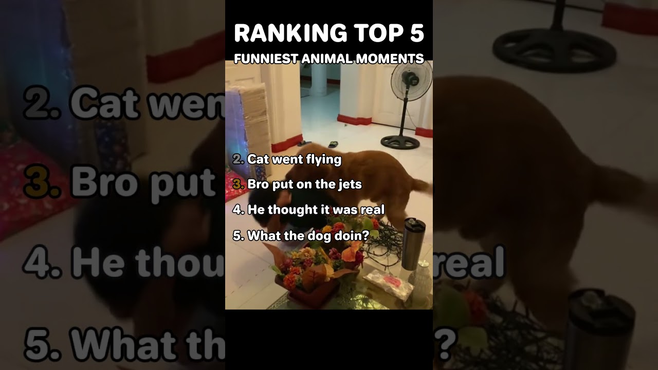 Ranking Top 5 Funniest Animal Moments 
