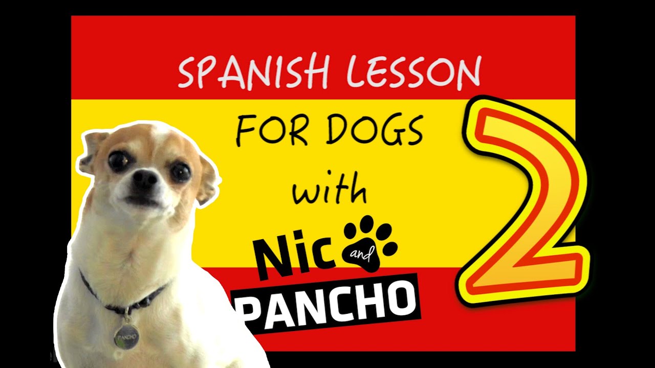 Spanish lessons for dogs 2 Nic and Pancho YouTube