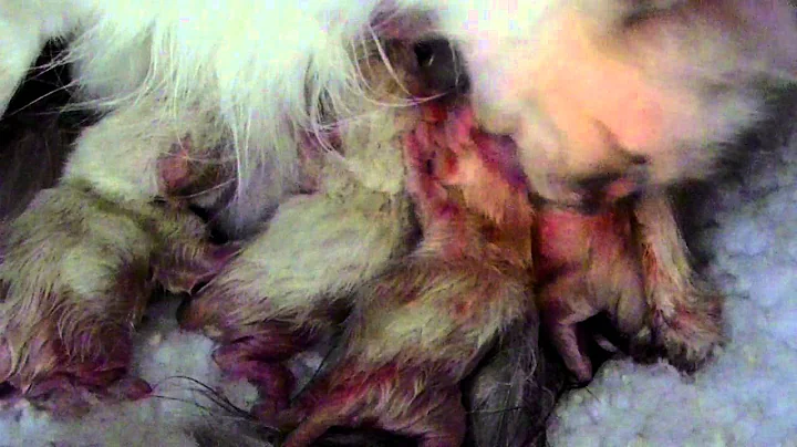 Watch the video about Chocolate Lynx Ragdoll "Toni" with her newborn kittens - still wet!!