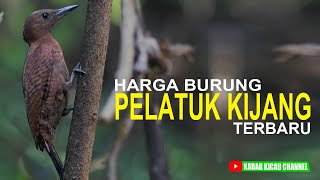 harga burung pelatuk kijang