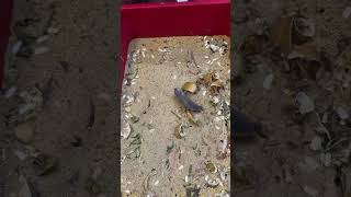 Superworm #shortvideo #superworm