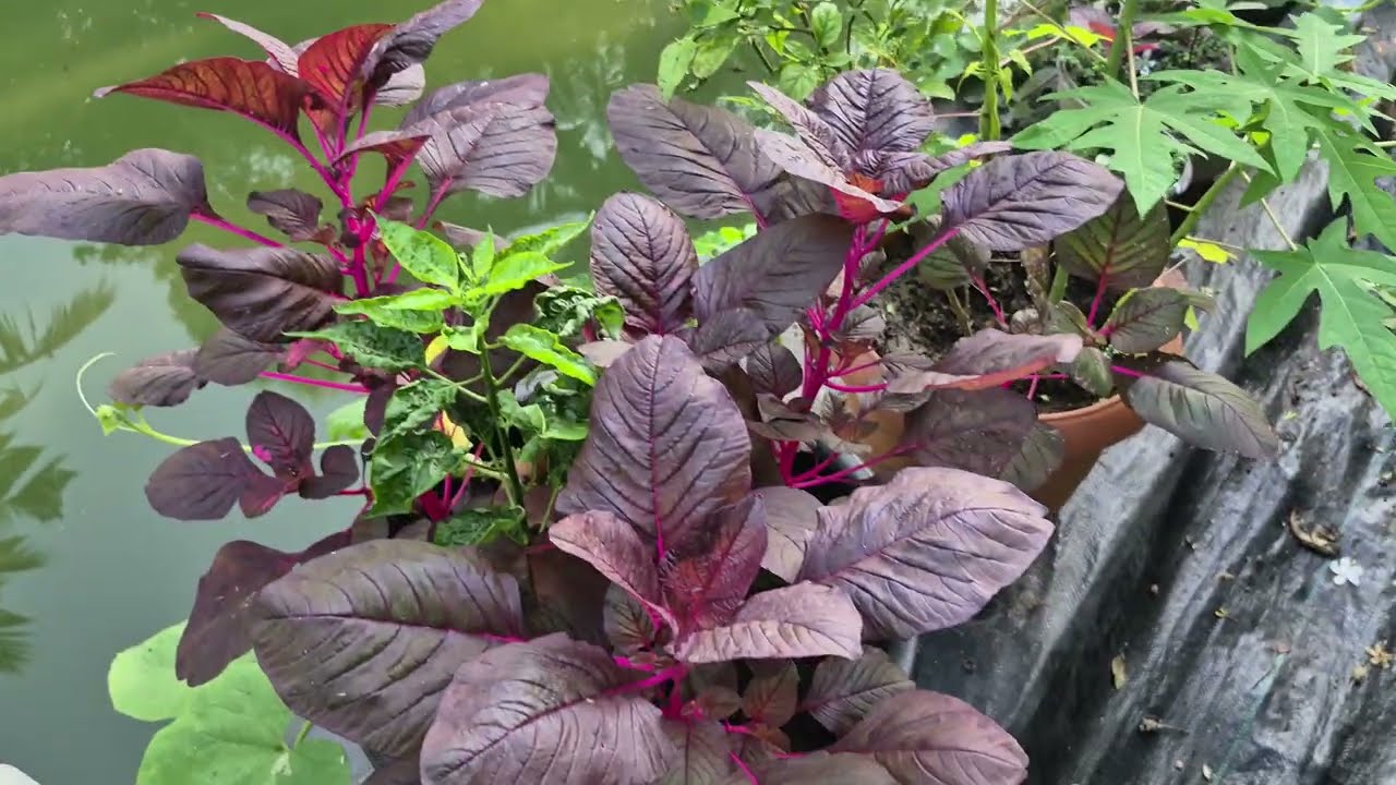 Garden tour #veggies #orchids #ornamentalplants #morningstroll 