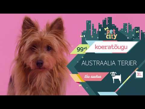 Video: Austraalia Terjer Koeratõug Hüpoallergeenne, Tervise Ja Eluiga