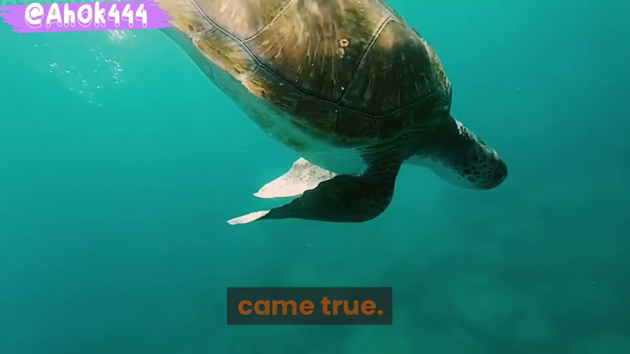 A Turtle's Echo