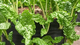 OFA YA KUPATA PROGRAM YA KILIMO CHA MAGUNIA [BAG MAALUMU]