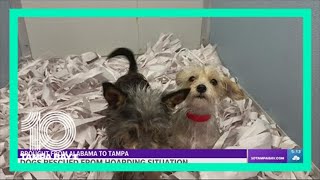These 16 dogs rescued from a hoarding situation need homes
