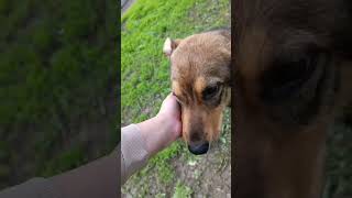 Спасена во время паводка! Сложный перелом со смещением! Нужна ваша помощь! #shorts #dog