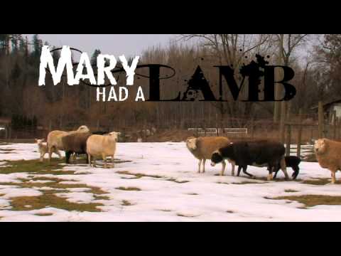 Mary Had a Lamb