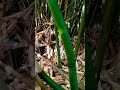 Picked bamboo shoots/lov ntsuag xyoob nraum vaj lomzem kawg