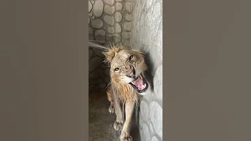 تربية الاسود في البيوت صار شي سهل حيوانات 