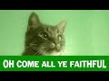 Jingle Cats 'Oh Come All Ye Faithful'