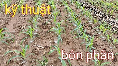 Chia sẻ kỹ thuật bón phân cho cây ngô NK7328 đợt 2 đúng cách giúp cây phát triển mạnh | Thánh Mõm TV