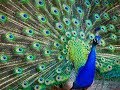 Beautiful Indian Peacocks And Their Dance, Display Of Feathers