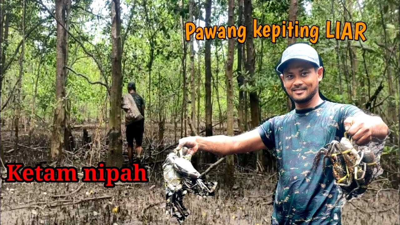 ngorek kepiting liar. ngorek ketam Nipah...!!!!