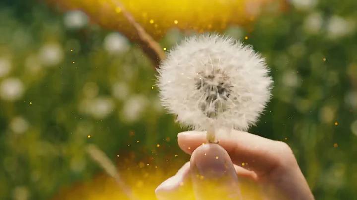 Beverly Reed "Make a Wish" Trailer