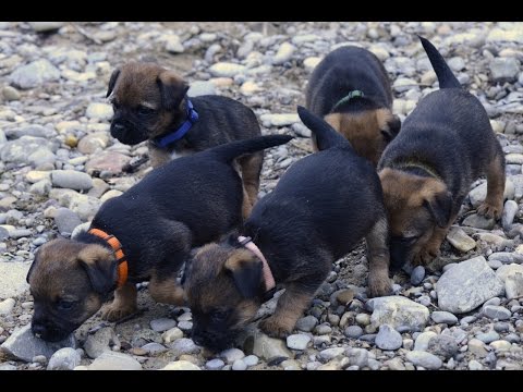 Video: Border Terrier Hunderase Hypoallergen, Helse Og Levetid