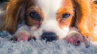 How to handle Cavalier King Charles Spaniel s fear of grooming?