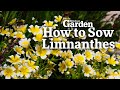 How to Sow Limnanthes