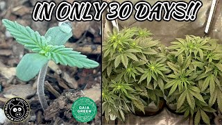 SOUR CR*CK BY MEPHISTO DAYS 1-30