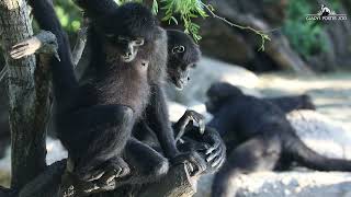 Black spider monkeys