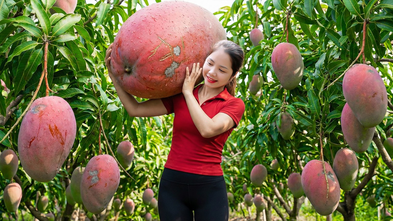 Harvesting 1000+ Giant Ruby Mango Goes To Market Sell, Make Traditional Jellyfish Mango Salad